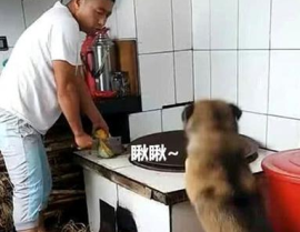 网红狗锅,萌宠美食界的明星传奇